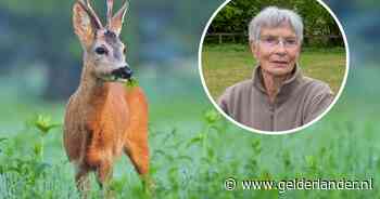 Een ree afschieten voor de verkeersveiligheid, mag dat wel? Dit is hoe het zit