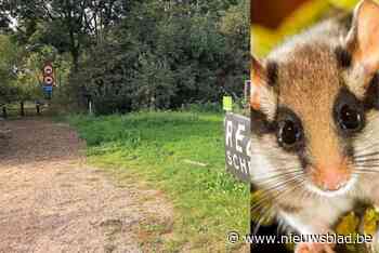 Duurzame koffie moet weide omtoveren tot paradijs voor vlinders en eikelmuizen