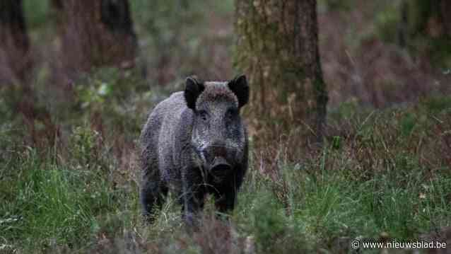 Vrouw naar ziekenhuis na aanval everzwijn in Meerhout: Gemeente waarschuwt na incident