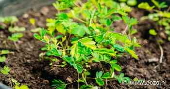 Landsmeer organiseert tegelwip-actie