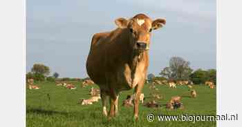 Ammoniak reduceren in de biologische veehouderij