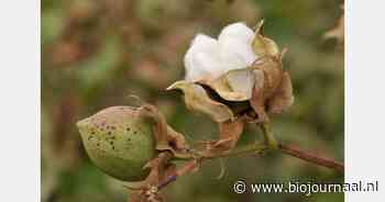 "Lagere milieu-impact en hogere boereninkomsten met biologisch katoen"