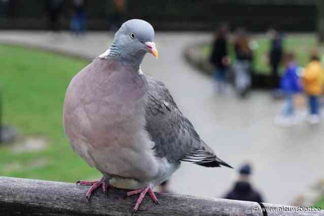 Erfgoeddag in teken van duiven