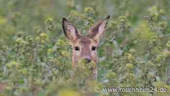 Vier Rehe gestohlen: Unbekannte schneiden Wildgehege auf – Polizei geht von gezieltem Diebstahl aus