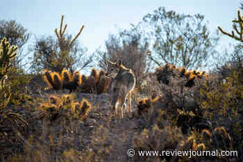 Court halts coyote killings on some of Nevada’s public lands
