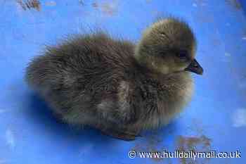 Goslings recovered after being 'taken from East Park by youths'