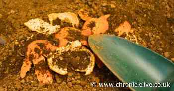 Gardeners urged to put orange peel in gardens this spring for key reason