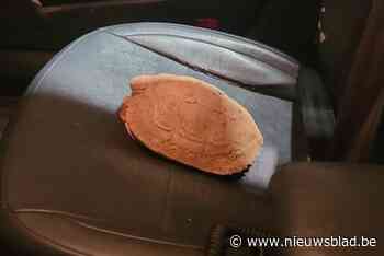 Politie rukt uit nadat vrouw in Zenne gesukkeld is, maar treft uiteindelijk exotische schildpad aan