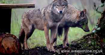 Brilliant zoo less than an hour from Cardiff that will be quieter this Easter holidays