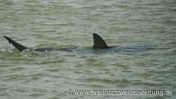 Haiattacke vor Israel: Obduktion bestätigt traurige Gewissheit