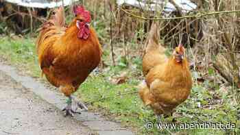 Schock auf Gut Karlshöhe: Alle Hühner über Nacht verschwunden