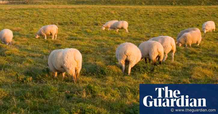 ‘We don’t call them woolly maggots’: how wildlife campaigners put sheep at heart of rewilding plans