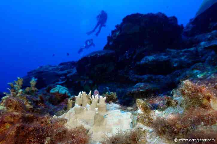84% of the world’s coral reefs hit by worst bleaching event on record