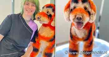 Trimster Marenne veranderde hond Bob in een bijzondere verschijning: ‘Hij sliep de helft van de tijd’