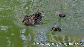 Die Entenküken im Mühlbach sind erneut in Gefahr