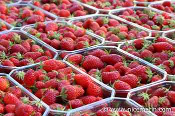 Avec un gâteau de 121 mètres, la France récupère le record du plus grand fraisier du monde
