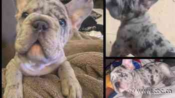 Windsor police arrest two suspects in armed dog theft