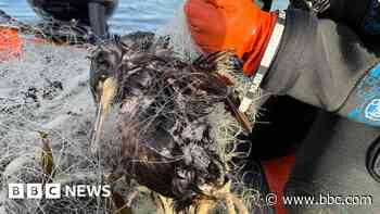 Dozens of birds and fish die in 400m abandoned net