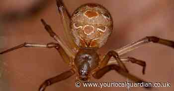 'Extremely rare' spider on the brink of extinction spotted in UK - see where