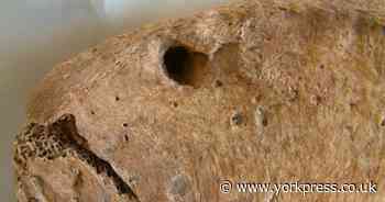 Lion bite discovery gives 'remarkable insight' into Roman life in York