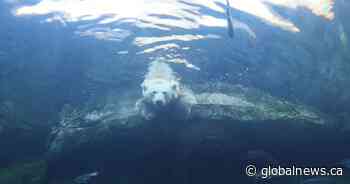 Polar bears to stay cool at Winnipeg zoo thanks to $1.2M grant: province
