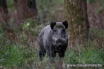 Vrouw aangevallen door everzwijn tijdens wandeling met hond in Meerhout: “Een serieus gewicht dat op je afkomt”