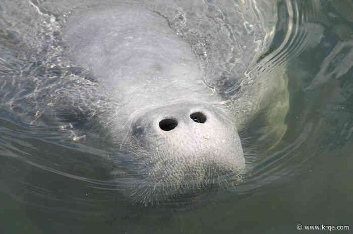 Family horrified as boater appears to run over manatees in Florida
