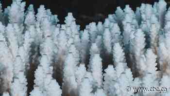 Most of world's colourful corals go white in record-breaking bleaching