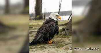 Eagle rescued by local photographer and officer prepares for recovery