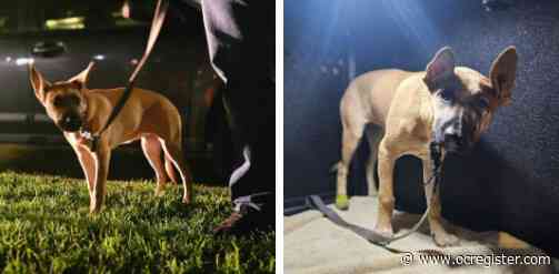 Dog seen in viral video getting thrown in Long Beach is rescued, man arrested, police say