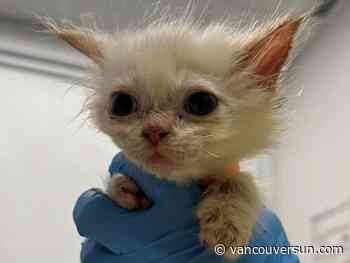 Ragdoll kittens and cats surrendered after report to help line: B.C. SPCA