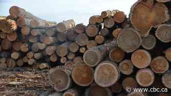 B.C. invests $11 million on value-added lumber manufacturing amid U.S. uncertainty