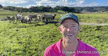 Making the most of pasture dieback to reset a grazing system