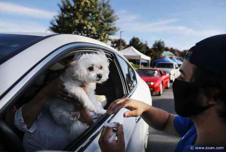 Two cases of canine distemper reported in Kingsland