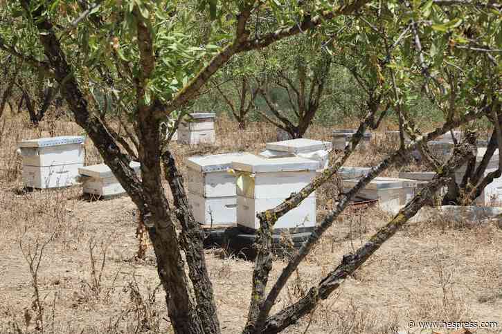 "رشّ مبيدات حشرية ضد البعوض" بالقنيطرة يجلب &