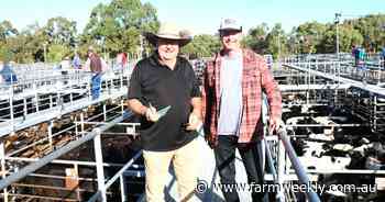 Cattle values climb on the back of strong store cattle competition