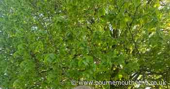 New headteacher appointed at Dorset prep school