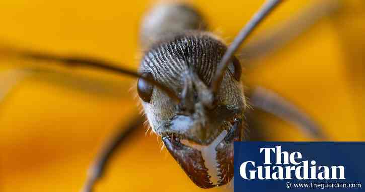 Two teens and 5,000 ants: how a smuggling bust shed new light on a booming trade