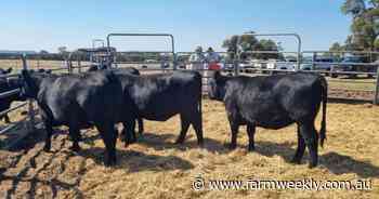 Why did an Angus heifer quartet grab everyone's attention at Gingin?