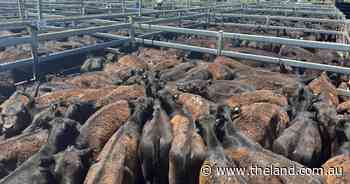 Steers in high demand at Dunedoo auction, with a 'buoyant market' boost