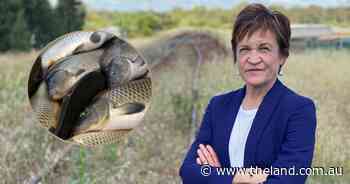 Carp carnage: Independent MP calls for virus commitment ahead of election