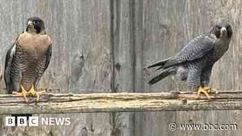 Arrest over missing peregrine falcons and eggs