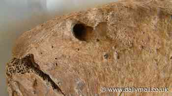 Horrific death of Roman gladiator at the hands of a LION is revealed by his skeleton as it is found 2,000 years later