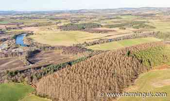 GB forestry market shows signs of stability after two-year decline
