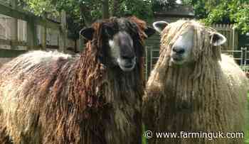 Two iconic British sheep breeds added to urgent 'priority' list