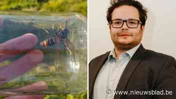 Lille lanceert bestrijdingsplan Aziatische hoornaar: “Inwoners krijgen subsidie voor verdelging  nesten”