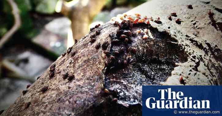 Country diary: Thousands of honey drops on a single branch | Paul Evans
