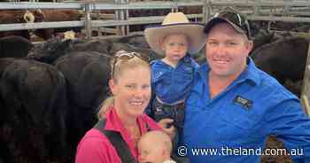 'Ripping season' helps market lift up to 30c/kg at Inverell weaner sale