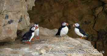 'Fantastic' picture shows 'vanishing' sea birds at Dorset coastal beauty spot