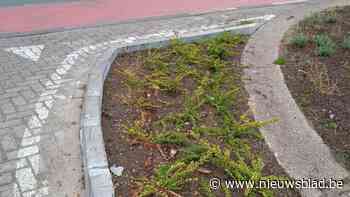 L-vier vraagt verdere aanpassing kruispunt Boskant: “Voorsorteren moet beter”